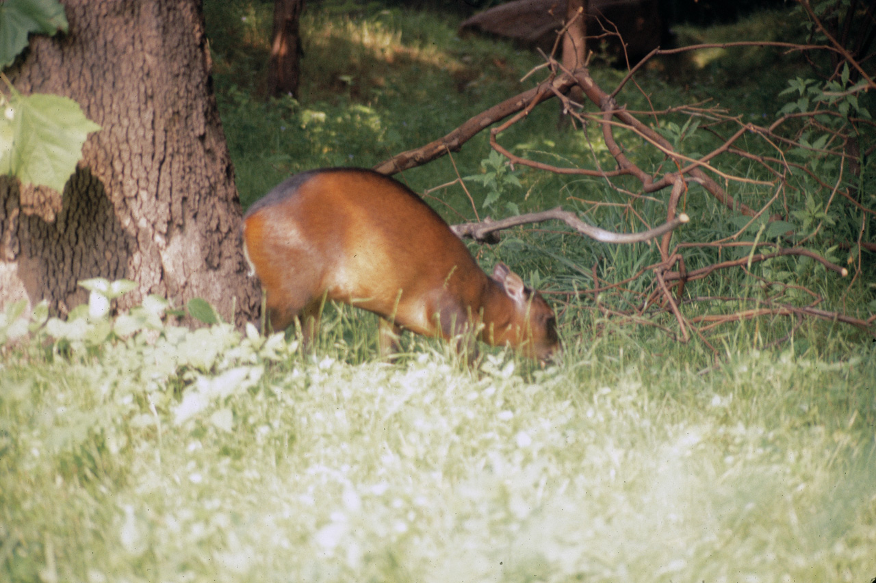 71-08-01, 035, Red Brocket (Deer), Bronx Zoo, NY
