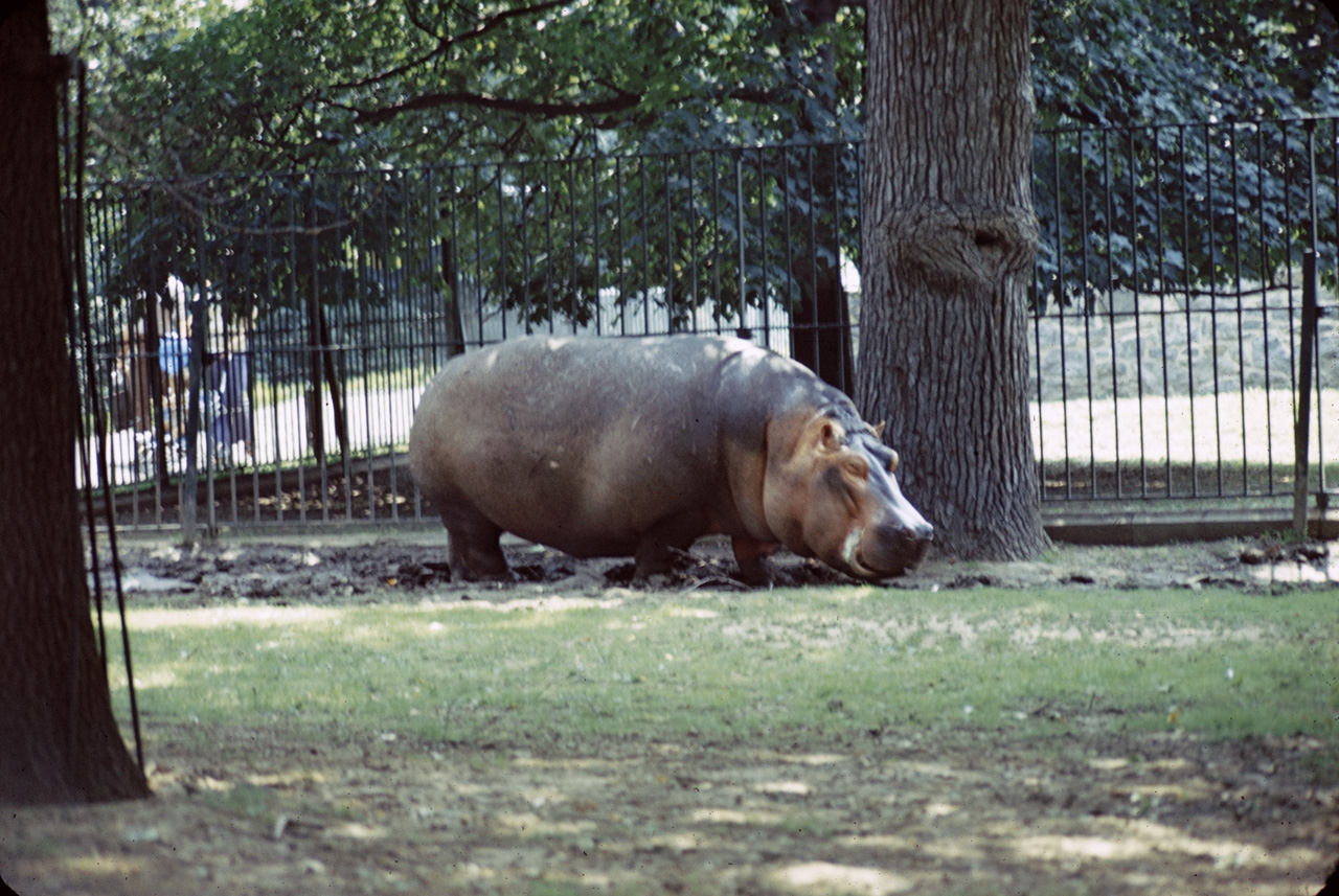 71-08-01, 120, Hippopatamus, Bronx Zoo, NY
