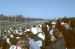 1973-02, 118, The Gator Nationals, Fla