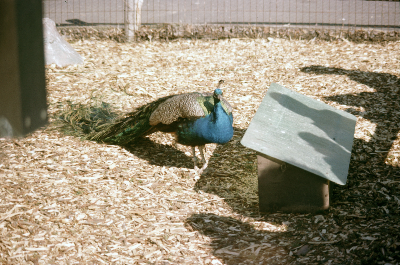 1976-05-01, 003, Turlte Back Zoo, New Jersey