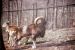 1976-05-01, 027, Turlte Back Zoo, New Jersey