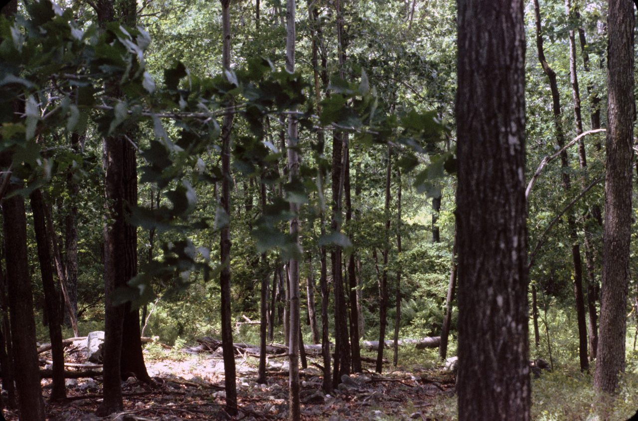 1980-05-01, 017, Land, Dingmans Ferry, PA