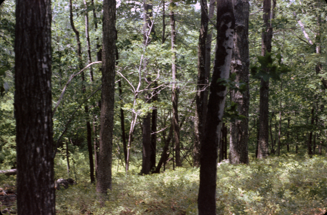 1980-05-01, 018, Land, Dingmans Ferry, PA