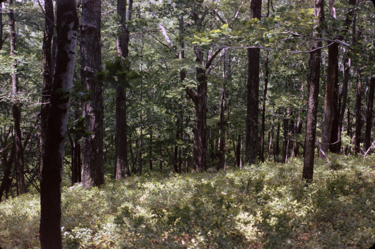 1980-05-01, 019, Land, Dingmans Ferry, PA
