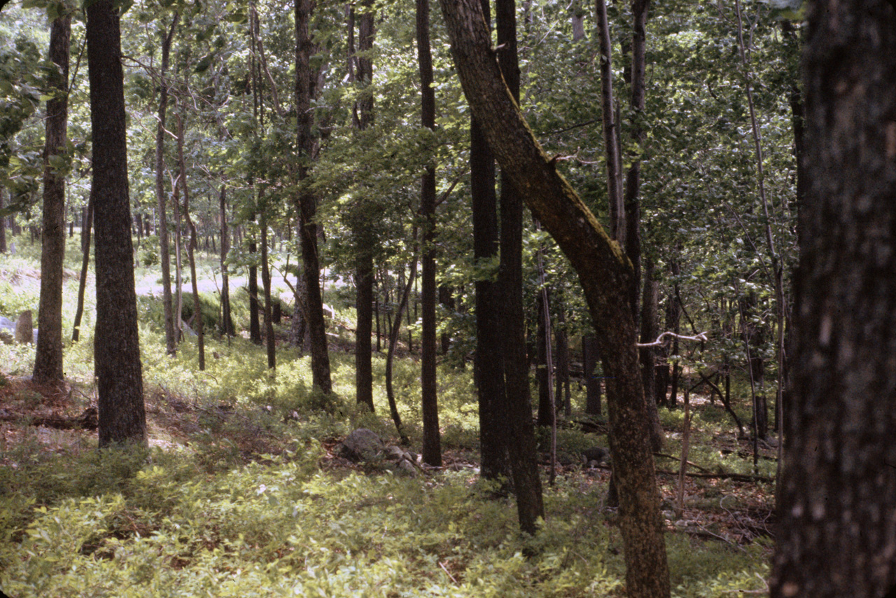 1980-05-01, 021, Land, Dingmans Ferry, PA
