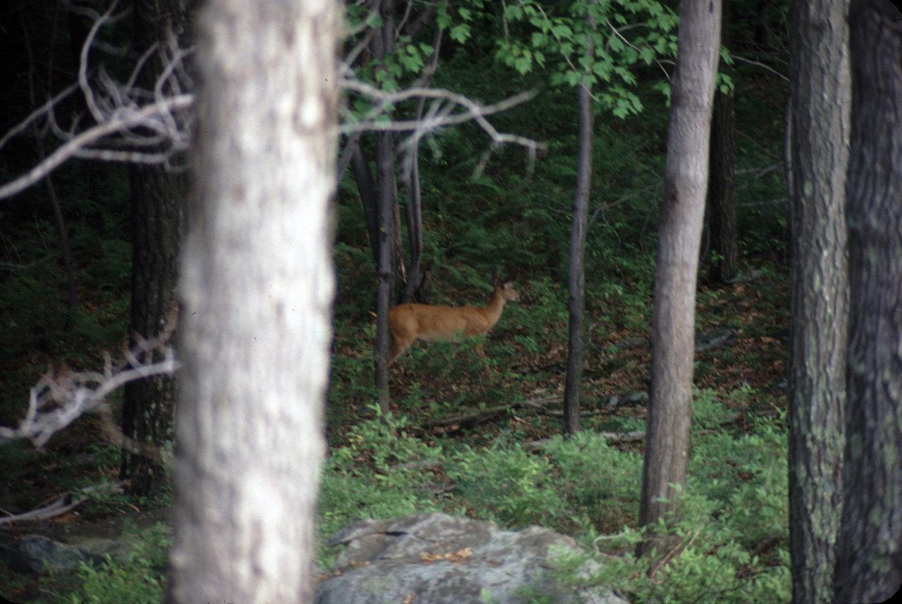 1981-07-01, 047, House, Dingmans Ferry, PA