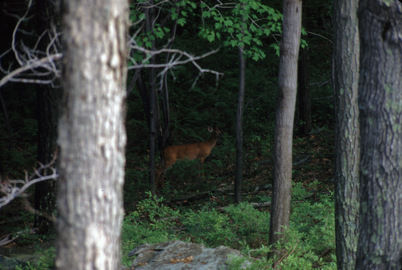 1981-07-01, 048, House, Dingmans Ferry, PA