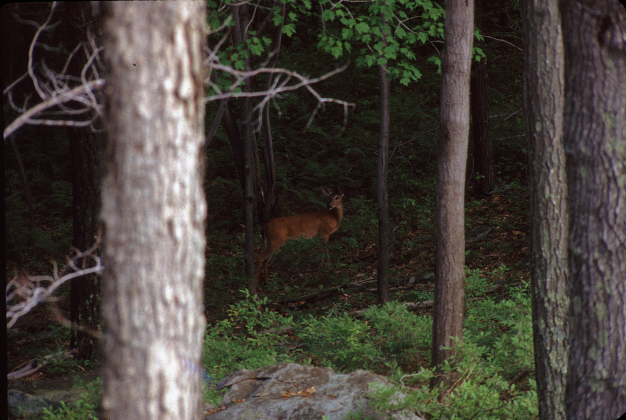 1981-07-01, 049, House, Dingmans Ferry, PA