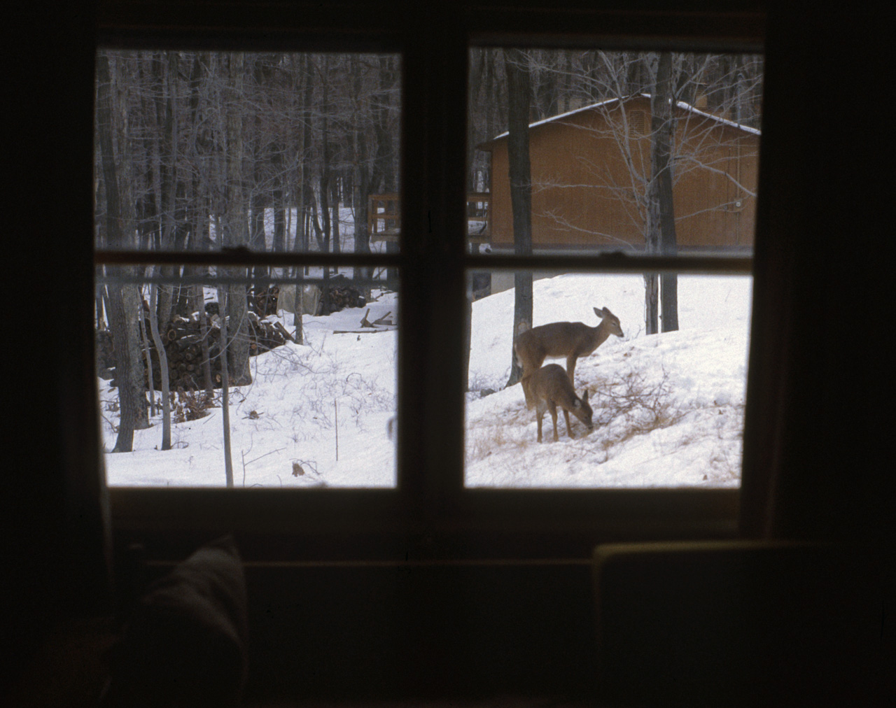 1981-07-01, 051, House, Dingmans Ferry, PA