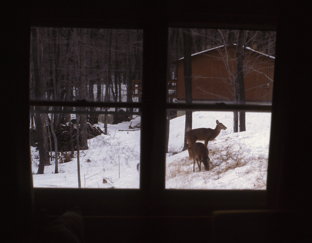 1981-07-01, 052, House, Dingmans Ferry, PA