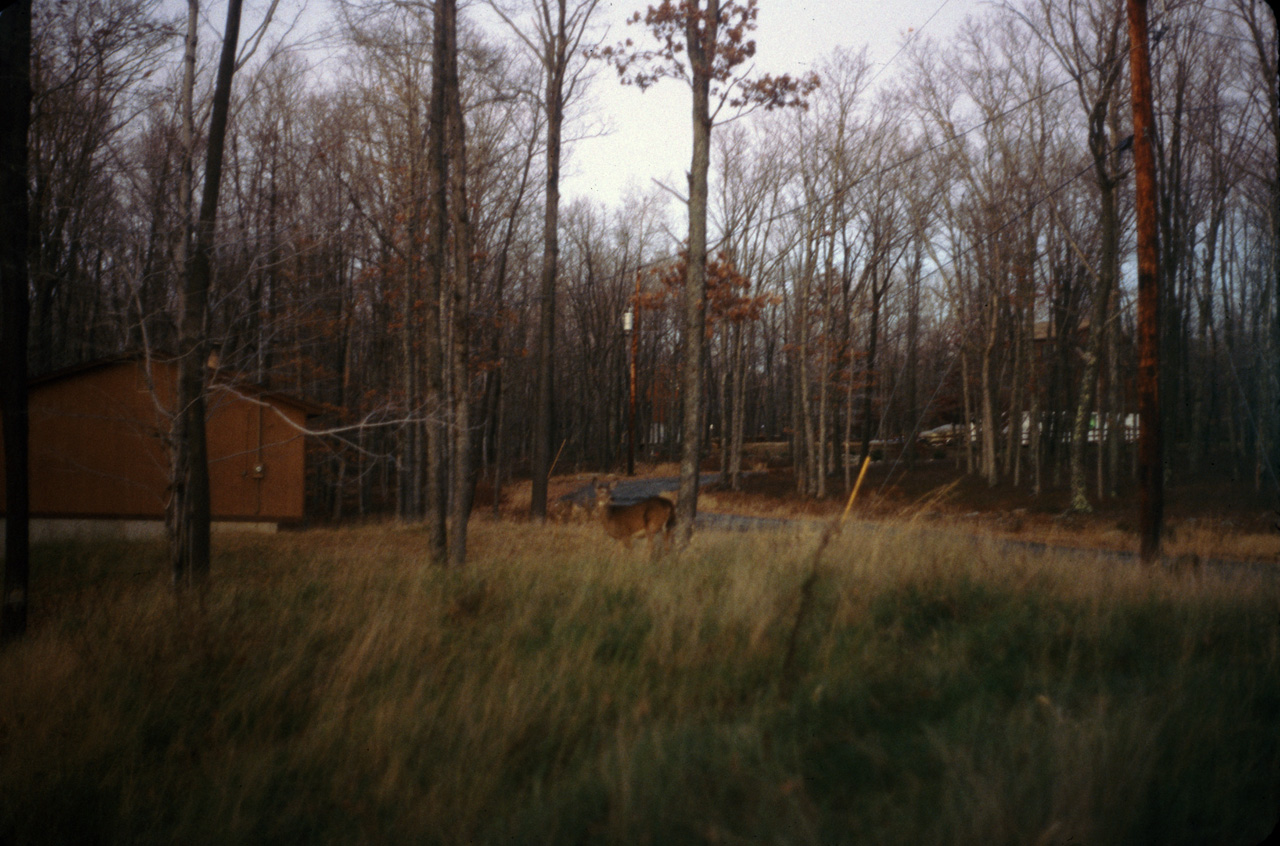 1981-10-01, 056, House, Deer, Dingmans Ferry, PA