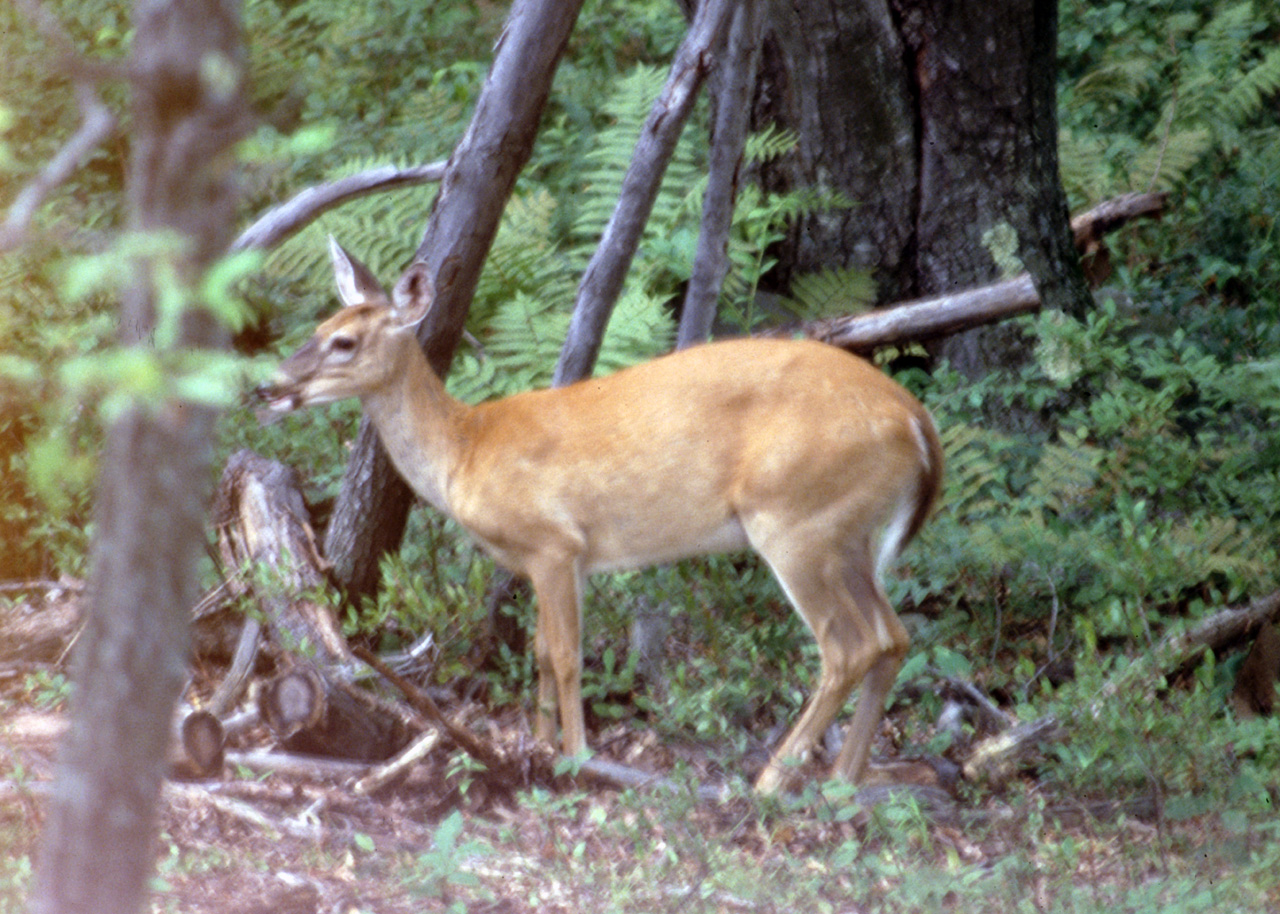 1982-07-01, 068, House, Dingmans Ferry, PA