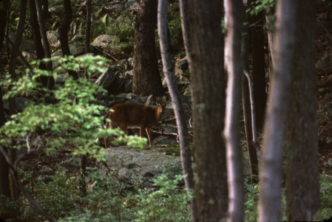 1982-07-01, 074, House, Dingmans Ferry, PA