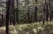 1980-05-01, 019, Land, Dingmans Ferry, PA