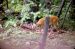 1982-07-01, 069, House, Dingmans Ferry, PA