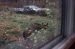 1986-10-01, 096, House, Dingmans Ferry, PA
