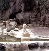 71-08-01, 090, Polar Bear, Bronx Zoo, NY